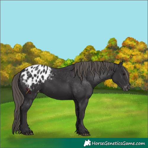 Horse Color:Smoky Black Appaloosa 