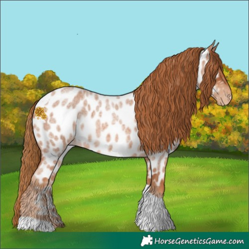 Horse Color:Red Roan Tobiano Near Leopard 