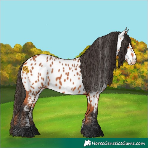 Horse Color:Bay Near Leopard