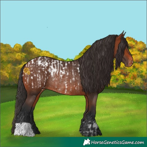 Horse Color:Bay Appaloosa Rabicano  and Bay Appaloosa Rabicano 