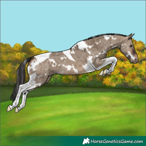 Horse Color:White Spotted Brown Dun Tobiano Appaloosa Brindle