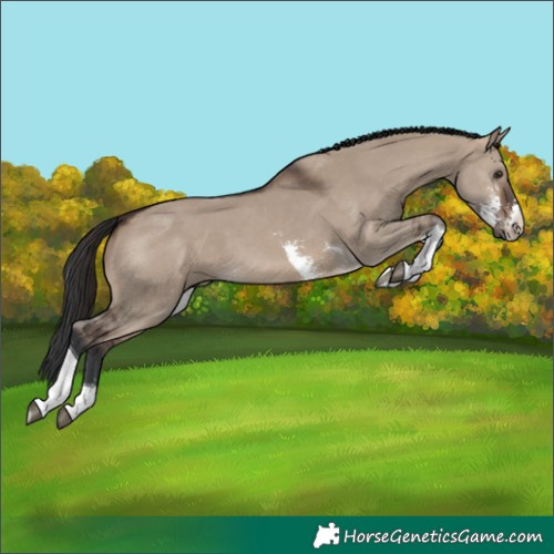 Horse Color:Brown Dun Sabino Tobiano