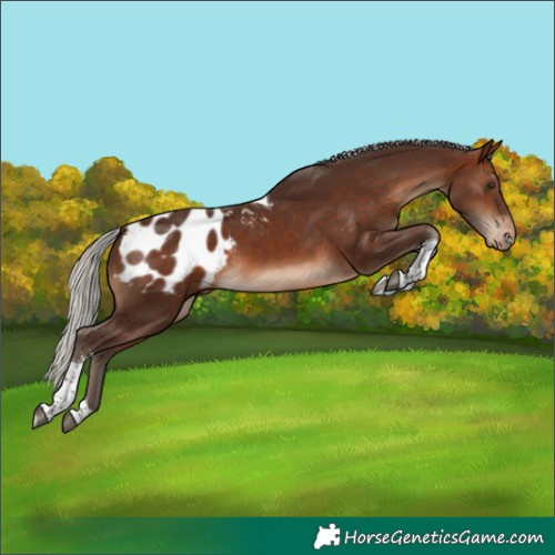 Horse Color:Silver Brown Sabino Tobiano Appaloosa