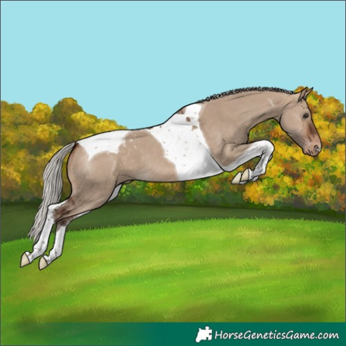 Horse Color:Silver Brown Dun Tobiano Appaloosa
