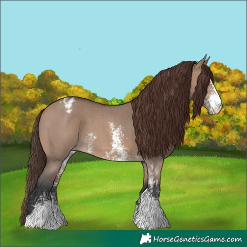 Horse Color:Brown Dun Sabino Appaloosa 
