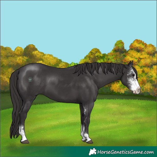Horse Color:Smoky Black Sabino 