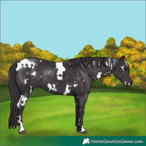 Horse Color:White Spotted Smoky Black