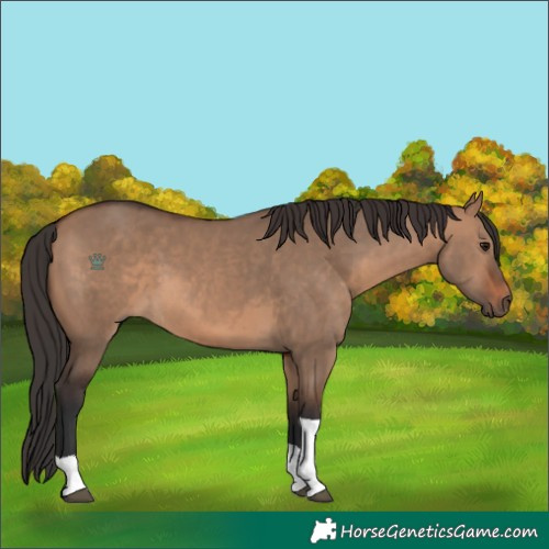 Horse Color:Brown Dun Tobiano
