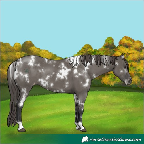Horse Color:White Spotted Grullo Appaloosa 