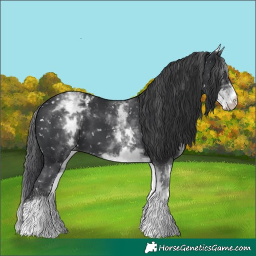 Horse Color:White Spotted Black Tobiano Appaloosa