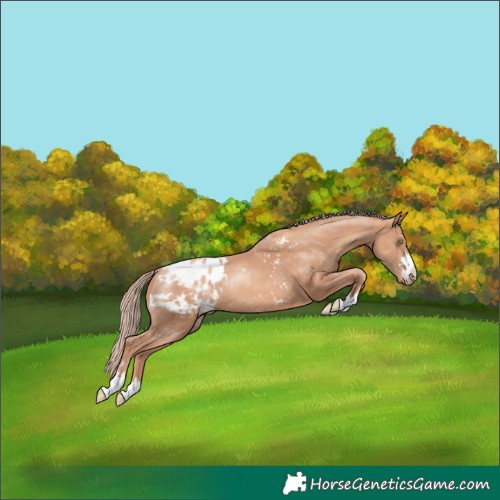 Horse Color:Gold Champagne Appaloosa 