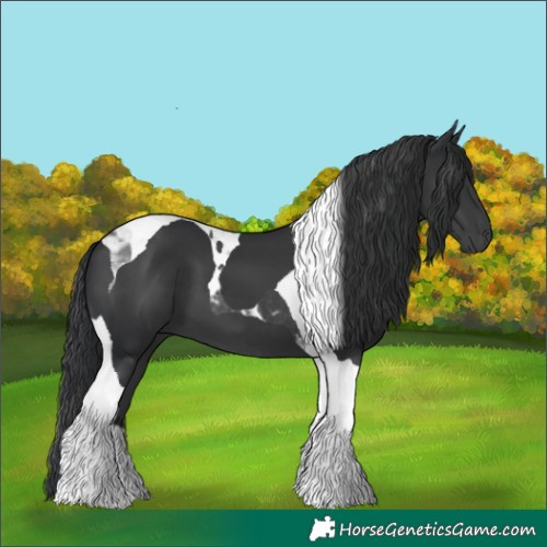 Horse Color:Black Tobiano 