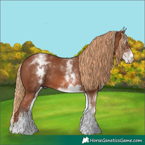 Horse Color:White Spotted Chestnut Rabicano