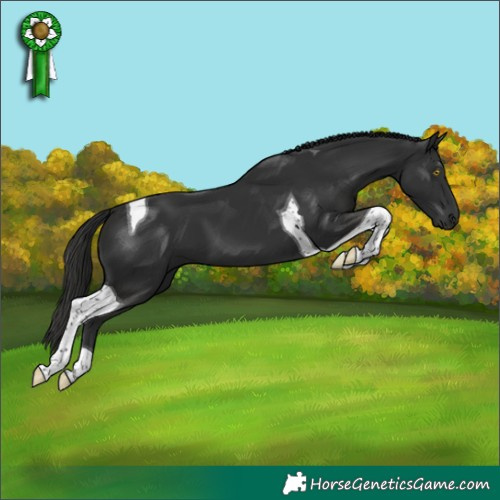 Horse Color:Liver Chestnut Tobiano