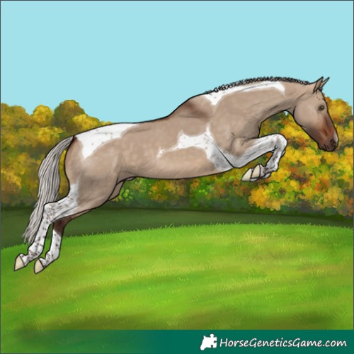 Horse Color:Silver Brown Dun Tobiano 