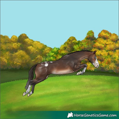 Horse Color:Brown Splash Tobiano Appaloosa 