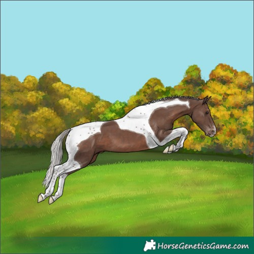 Horse Color:Silver Black Tobiano Varnish 