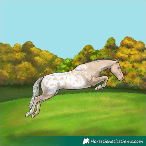 Horse Color:Silver Buckskin Pearl Appaloosa