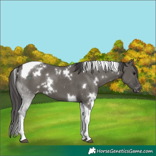 Horse Color:White Spotted Grullo Tobiano Appaloosa