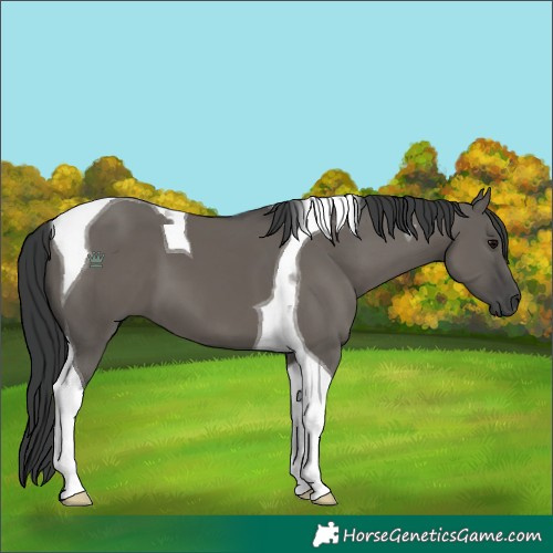 Horse Color:Grullo Tobiano 