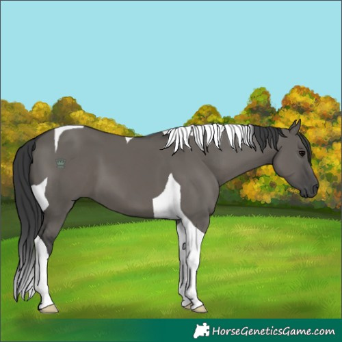 Horse Color:Grullo Tobiano 