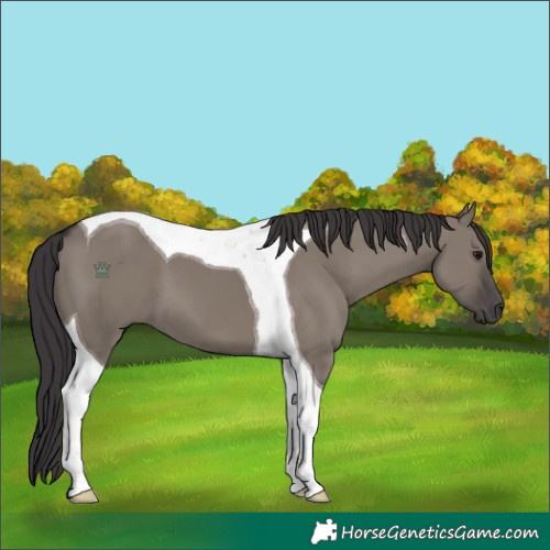 Horse Color:Smoky Grullo Tobiano 