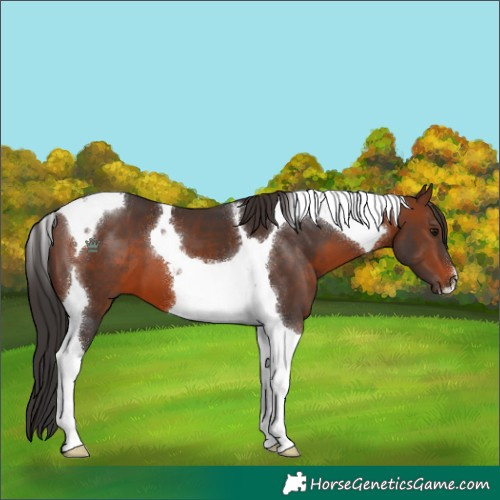 Horse Color:Brown Tobiano