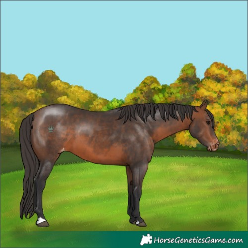 Horse Color:Brown Appaloosa