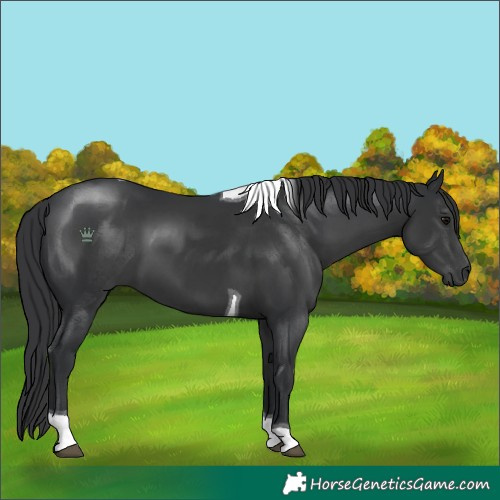 Horse Color:Black Tobiano 