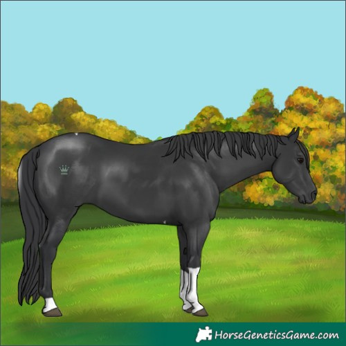 Horse Color:Black Tobiano 