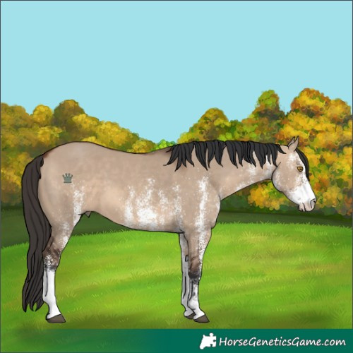Horse Color:White Spotted Brown Dun 