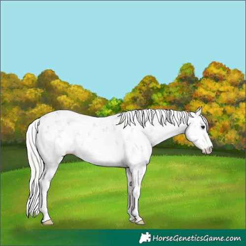Horse Color:White Spotted Silver Brown Ice Dun Sabino 