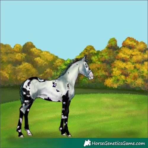 Horse Color:ERROR: UNKNOWN ANOMALY