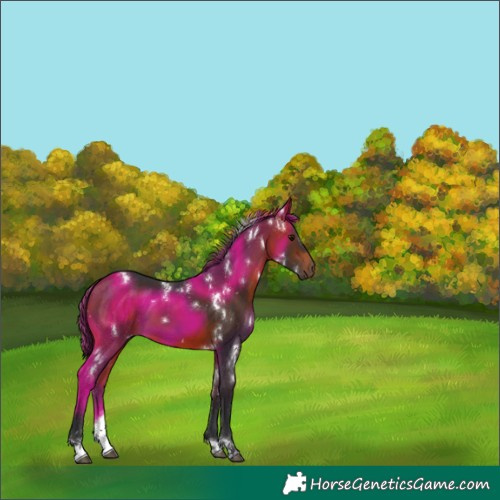 Horse Color:White Spotted Bay Tobiano
