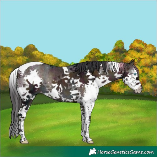 Horse Color:White Spotted Midnight Brown Ice Onyx Splash Tobiano Rabicano 