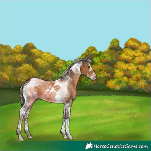 Horse Color:Chocolate Palomino Sabino Tobiano 