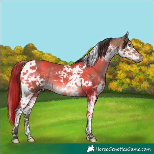 Horse Color:Bay Splash Tobiano 