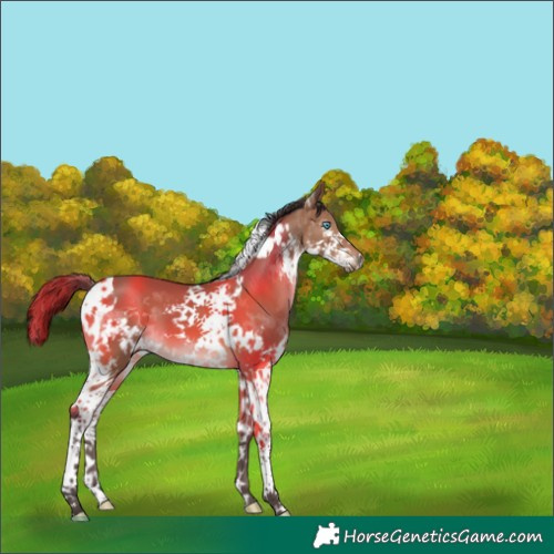 Horse Color:Bay Splash Tobiano