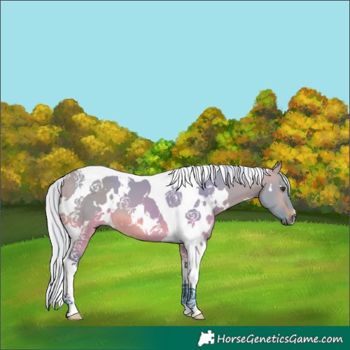Horse Color:Watercolor White Spotted Silver Brown Dun Tobiano 