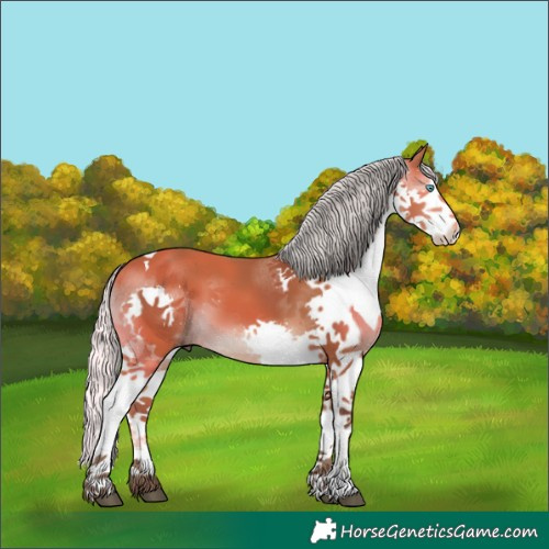 Horse Color:Silver Bay Sabino Splash Tobiano