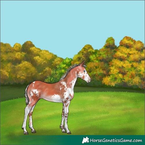 Horse Color:Silver Bay Sabino Splash Tobiano 