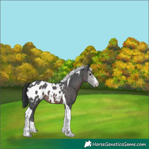 Horse Color:Brown Ice Sabino Tobiano Appaloosa