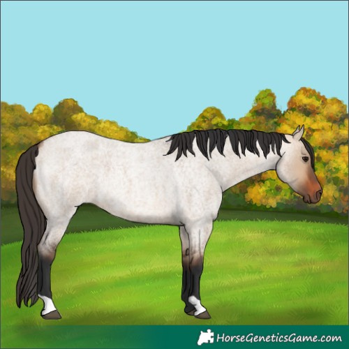 Horse Color:Bay Roan Dun 