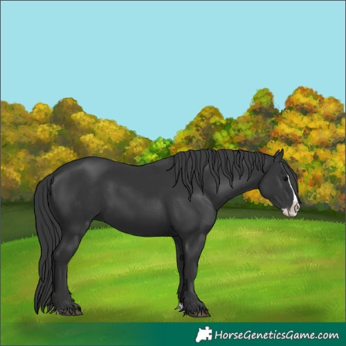 Horse Color:Black Splash