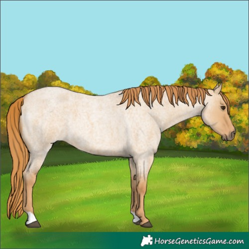 Horse Color:Red Dun Roan