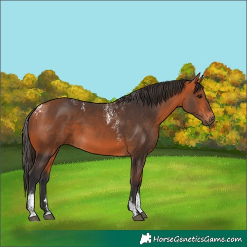 Horse Color:Powder White Bay
