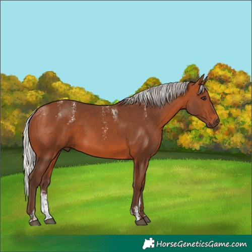 Horse Color:Powder White Silver Bay 