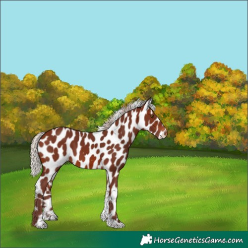 Horse Color:Chocolate Silver Brown Tobiano Skewed Appaloosa 