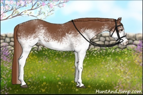 Horse Color:White Spotted Chestnut