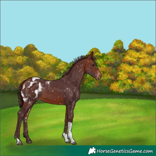 Horse Color:Chocolate Bay Tobiano Skewed Appaloosa 